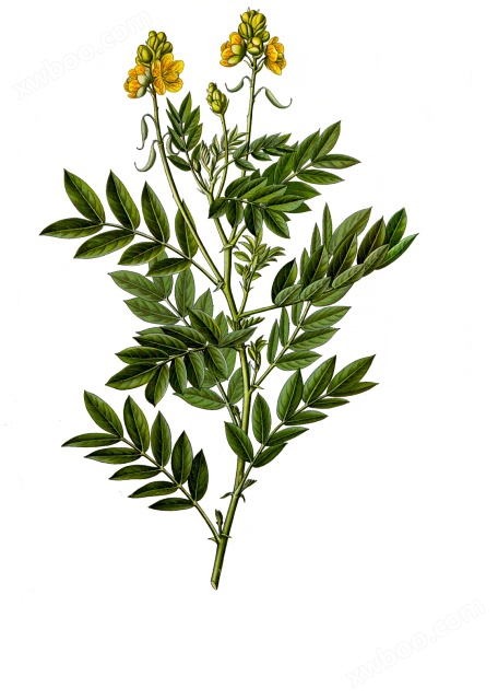 senna leaf extract powder 番泻叶提取物